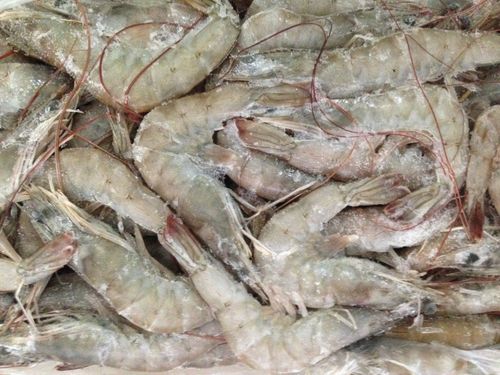 冷凍海產品粗加工冷凍水產品】價格_批發_廠家_參數_圖片_鮮活蝦類