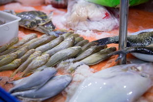 海鮮 水產品進口報關流程