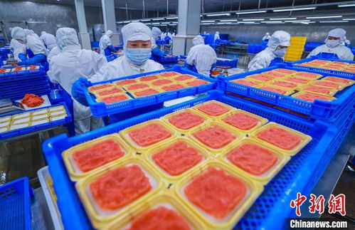 山東榮成 水產品出口加工忙