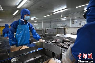 金融力量助力廣東湛江打造" 中國水產預制菜之都"