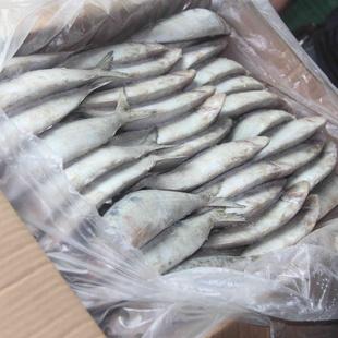 冷凍粗加工海鮮凍品冷凍粗加工水產品冷凍魚飼料信息