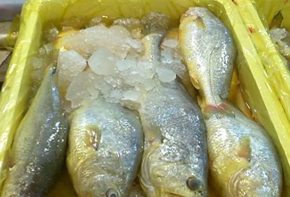 連云港水產加工商行_準備好過端午了嗎?黃魚提前走俏