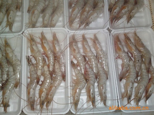 日照鮮活水產(chǎn)品|日照鮮活水產(chǎn)品價(jià)格|日照鮮活水產(chǎn)品公司