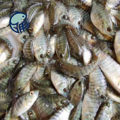 廣州明豐中下層養羅非魚苗齊氏羅非魚苗6cm羅非魚苗報價
