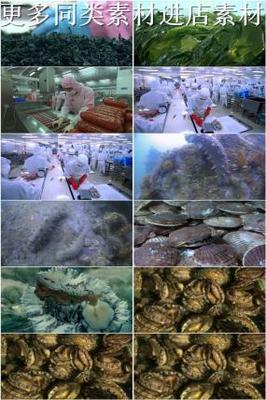 水產品加工視頻素材下載, 水產品加工AE模板下載
