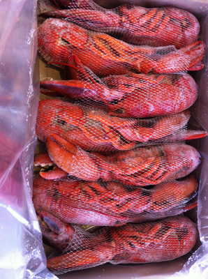 冷凍粗加工水產品-加拿大龍蝦(熟凍)標箱1*10磅4.54kg-冷凍粗加工水產品.