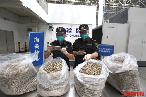 中非 湘 約丨首次出口中國的肯尼亞小魚干運(yùn)抵長沙,將亮相中非經(jīng)貿(mào)博覽會(huì)