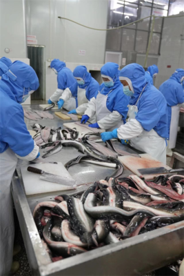 亮相央視10分鐘,《信用中國》鏡頭聚焦四川鰻魚企業(yè)
