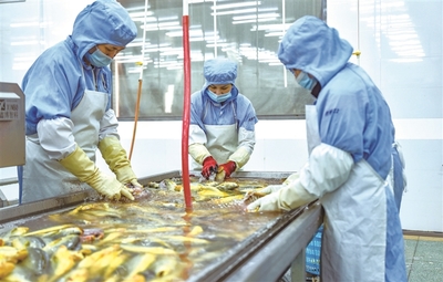 蕉城:水產(chǎn)企業(yè)生產(chǎn)忙