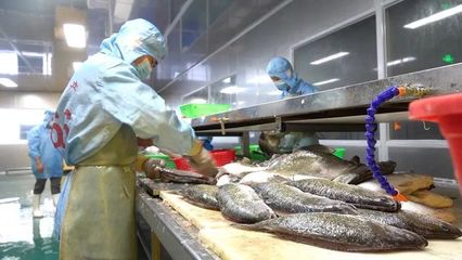 養(yǎng)魚的奧迪村又火!一條魚造就中國千強(qiáng)鎮(zhèn)!白蕉海鱸成網(wǎng)紅魚,三年內(nèi)將超百億產(chǎn)值!
