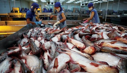 自由貿(mào)易協(xié)定推動(dòng)越南查魚的出口
