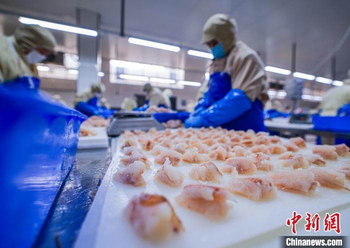 山東榮成:水產(chǎn)品出口加工忙