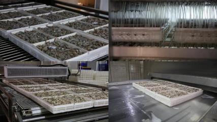 冷鏈加工冷鏈加工AE模板下載_光廠(VJ師網)