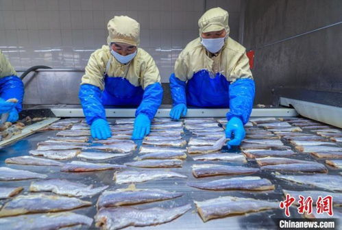 山東榮成 水產品出口加工忙