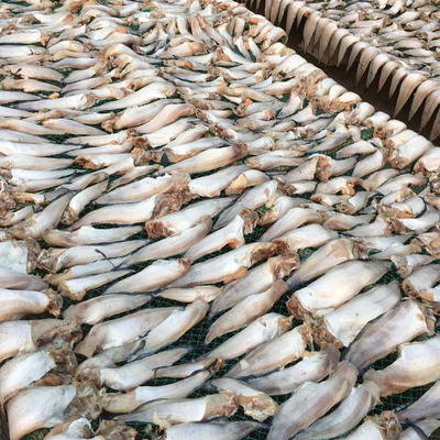 【威海特產老冷干先生魚獅子魚干貨批發(fā)其他粗加工水產品