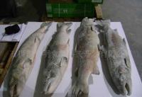 長期0智利三文魚,鱒魚,COHO,去頭,有頭等[供應]_粗加工水產品_世界工廠網中國產品信息庫