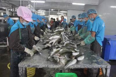 珠海海鱸魚企業,推進白蕉海鱸價格的新方向