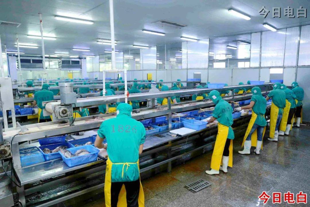 新洲海產公司是電白最大的水產品加工出口企業,年水產品加工量可達4萬