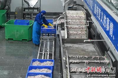 金融力量助推廣東湛江“中國水產預制菜之都”加速跑