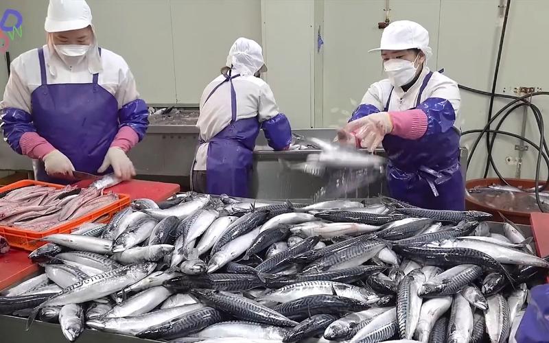 每月加工 24 噸鯖魚.韓國挪威魚類加工廠