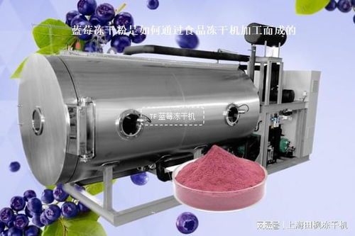 藍(lán)莓凍干粉是如何通過食品凍干機(jī)加工而成的
