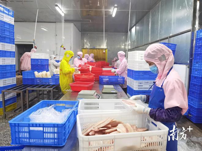 企業(yè)陸續(xù)復(fù)工“火力全開”,電白制造業(yè)奏響“奮進(jìn)曲”