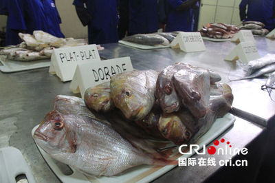 中塞合作水產(chǎn)品加工廠成為塞內(nèi)加爾漁業(yè)加工龍頭企業(yè)_新浪新聞