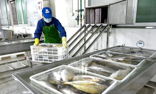 寧德蕉城水產業 滿產趕訂單,出海拓市場