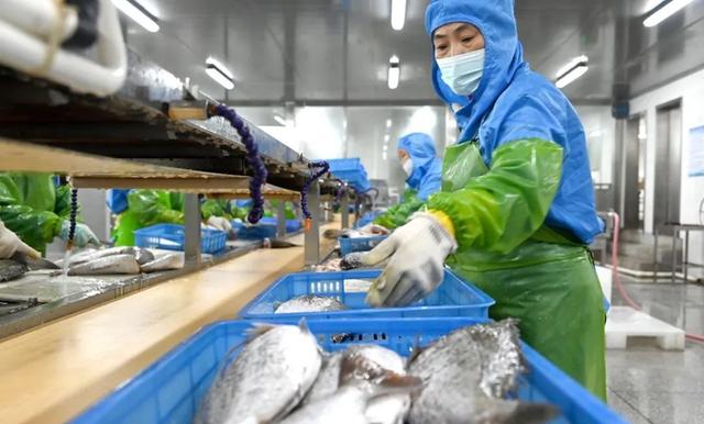 寧德蕉城水產業:滿產趕訂單,出海拓市場