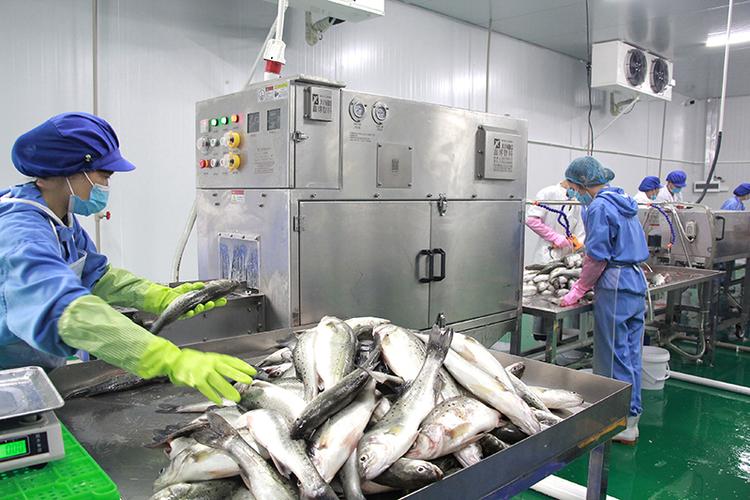 兩分鐘鎖住活魚鮮味 ——品珍優(yōu)鮮旗下鮮品達豐瀛加工廠水產(chǎn)自動加工